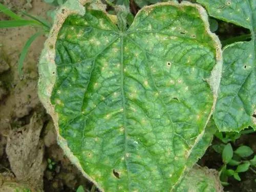 蔬菜细菌病害有哪些药,植物真菌细菌病害用什么药