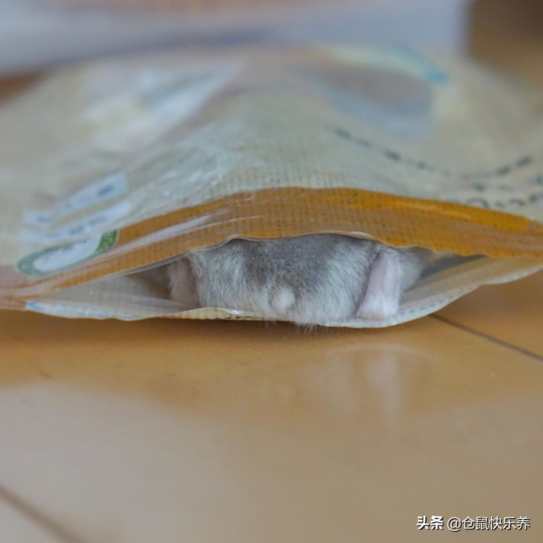 仓鼠逃跑在家偷猫粮,仓鼠被老鼠偷吃