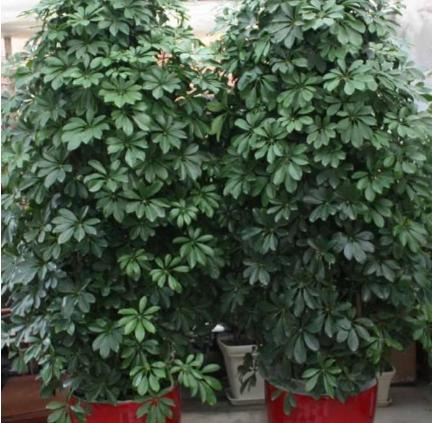 夏季天气炎热招财树老是叶子发黄,招财树叶子有点发黄怎么回事