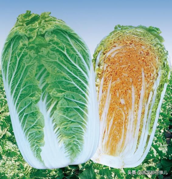 十字花科蔬菜种子,十字花科蔬菜名单