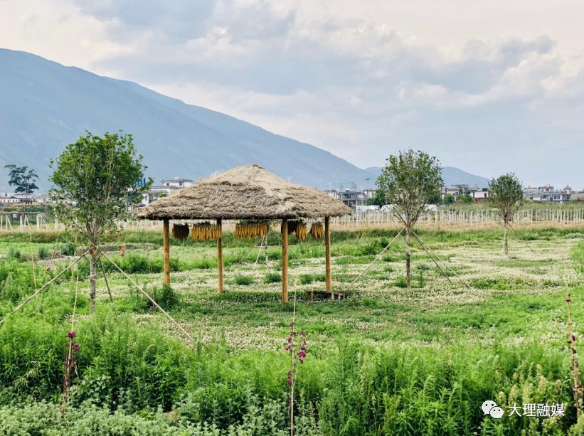 大理洱海流域农业产业发展,大理洱海流域农业产业转型