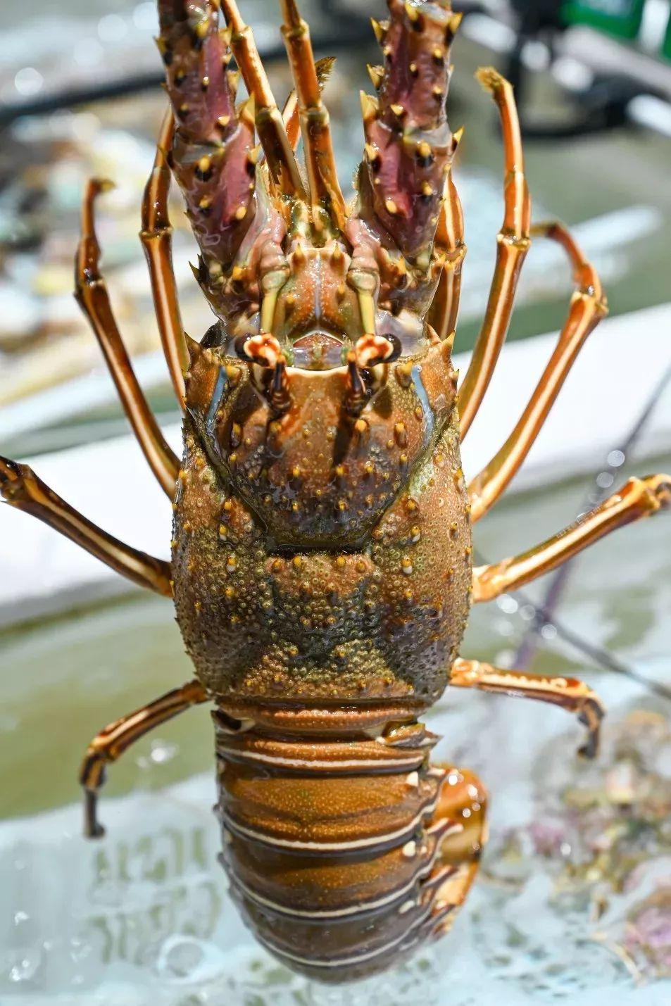 4000m²「平价海鲜」，还藏了个老广早茶，鸡煲、羊肉、虾蟹