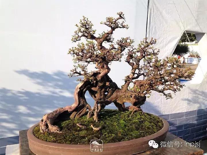 苍劲古朴挺拔有力的老桩盆景欣赏,老态龙钟盆景作品欣赏