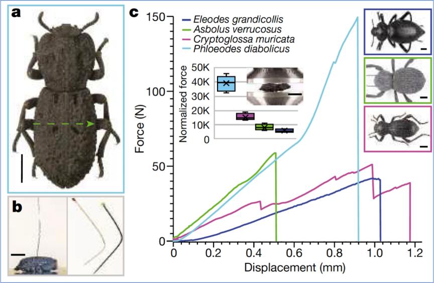 这种小虫凭借“头铁”登上《自然》，汽车都压不死它