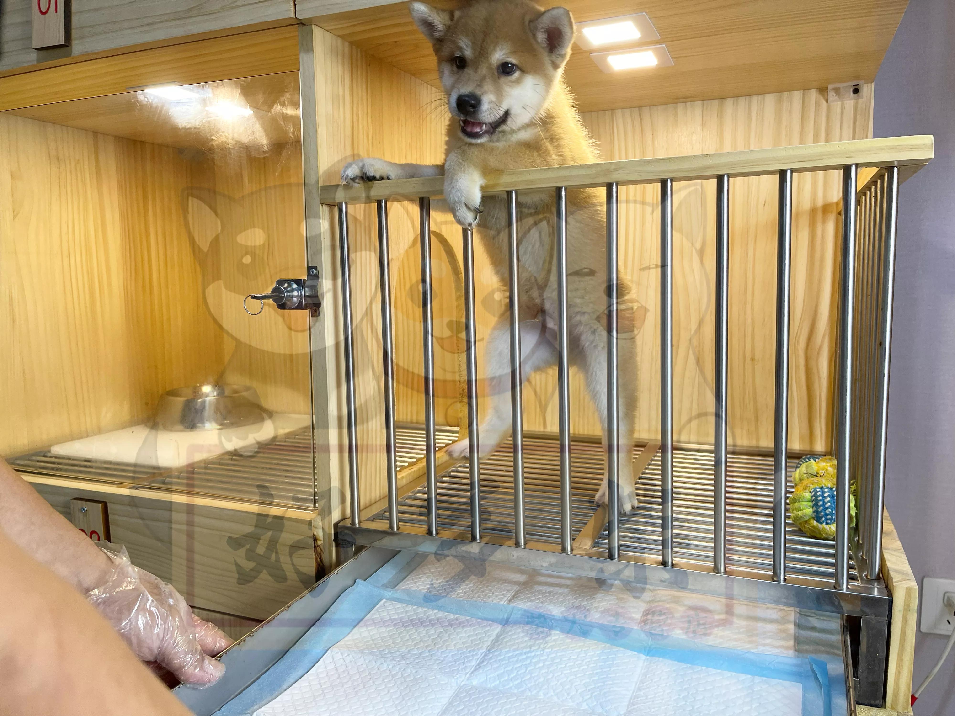 新手养狗不要被欺骗,新手养犬十大误区