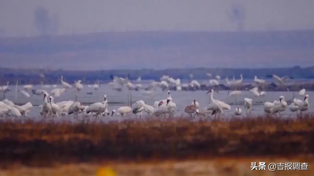 吉林省生物多样性,吉林省生态保护成果视频