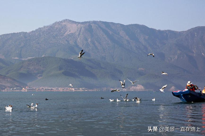 西伯利亚海鸥回到泸沽湖,西伯利亚海鸥泸沽湖