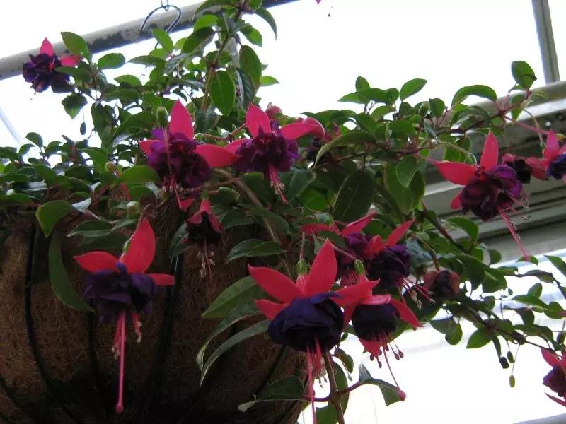 惊艳倒挂金钟,惊艳倒挂金钟图片