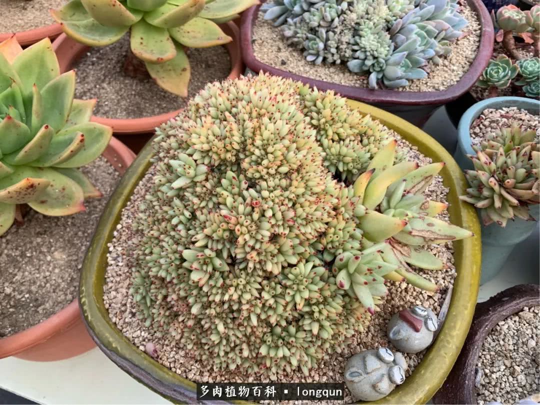 探访韩国肉锥大棚,记一次走访纪录片