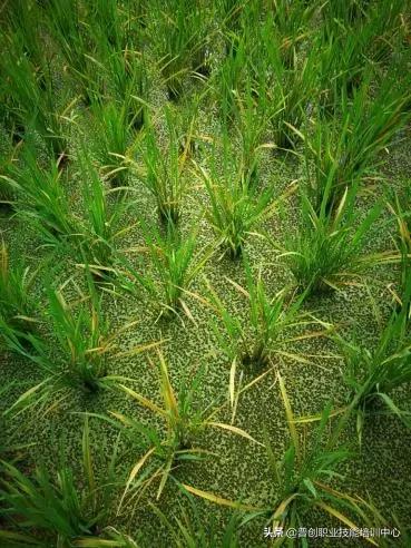 水稻条状黄叶是什么病,常用的方法解决水稻黄叶