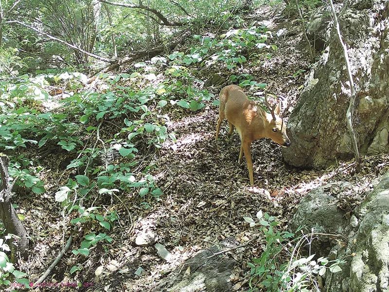 21岁女孩被蚊子叮咬,女生被蚊虫叮咬起大包