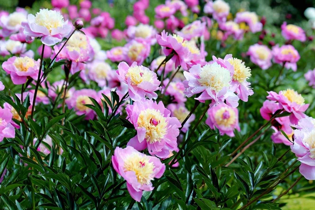 花中之王国色天香牡丹花,牡丹花哪种颜色吉祥招财