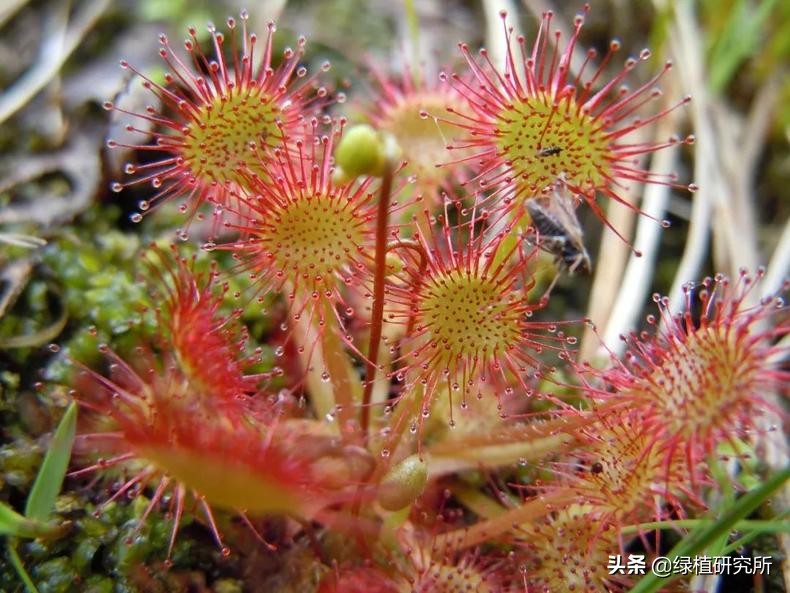 茅膏菜可以养几年,养茅膏菜最适合用什么土