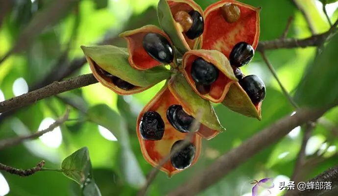 苹婆果广西叫法,假苹婆果实有毒吗
