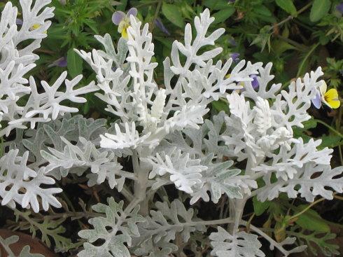 花艺插花常见花名有哪些,鲜花插花的技巧有哪些