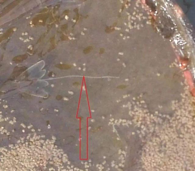 养虾技巧配料有哪些,虾饲料自动投喂