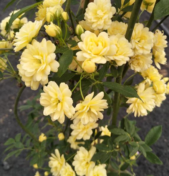 蔷薇只有一根枝条开花怎样爆盆,蔷薇养护方法和注意事项