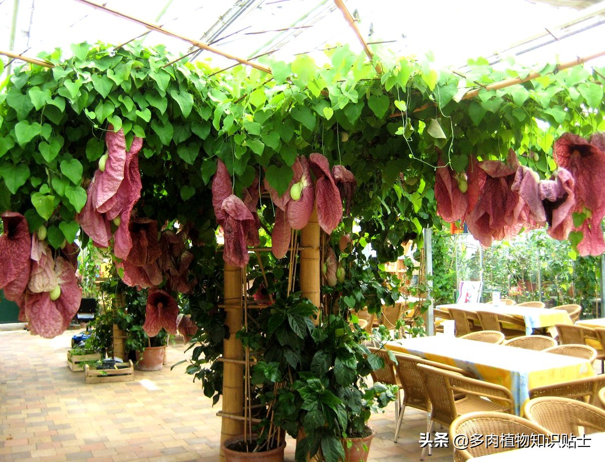 巨花马兜铃怎么繁育,巨花马兜铃图片大全