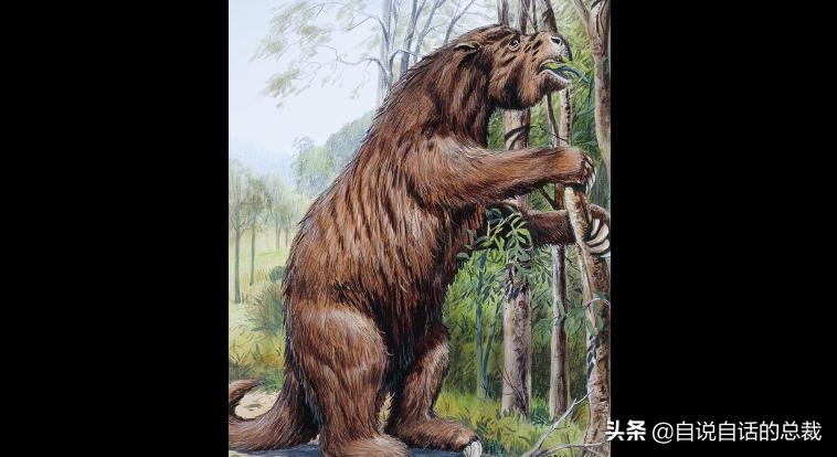 牛油果是坏了吗,牛油果几十年前