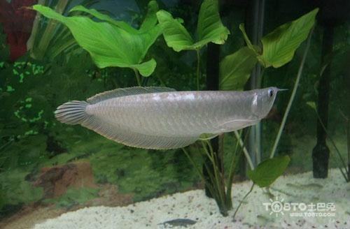 银龙鱼要怎么养最好的,新手养银龙鱼的教学视频大全