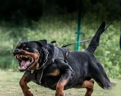 每日罗威纳,每日一狗阿拉斯加犬视频