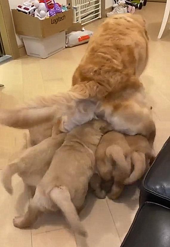 家中金毛生了一窝狗崽，每次喂奶都寸步难行，真是一个头两个大