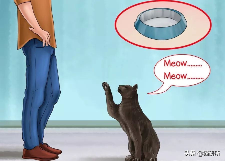 为什么猫咪半夜嚎叫,猫咪半夜嚎叫是什么原因