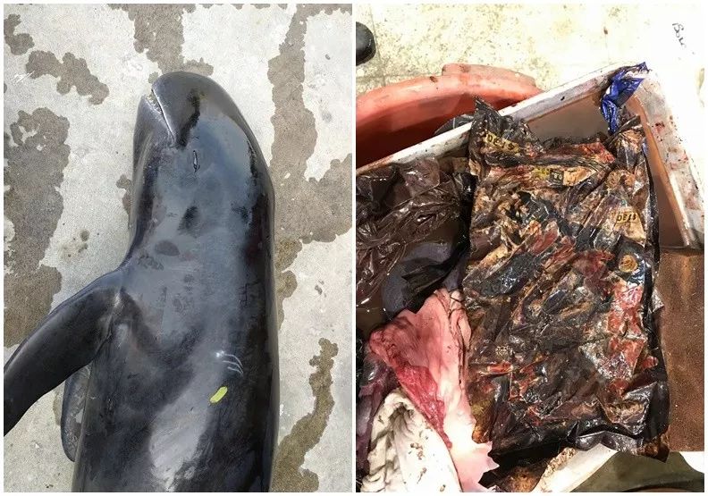 不进行垃圾分类地球会怎样 (我们可以怎样阻止垃圾分类)