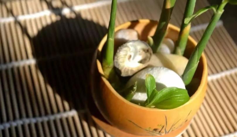 椋熺敤濮滅泦鏍界殑鏂规硶,鐢熷闀挎斁鍦ㄧ泦閲屽張闀垮嚭鏂板