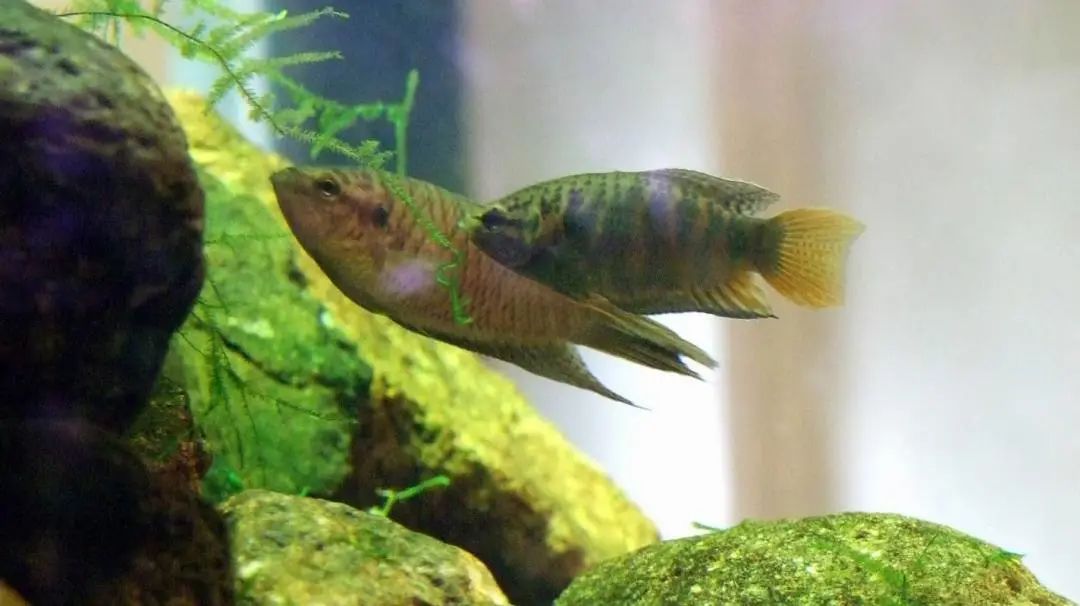 什么鱼生命力最强最好养,哪种鱼生命力最强比较好养