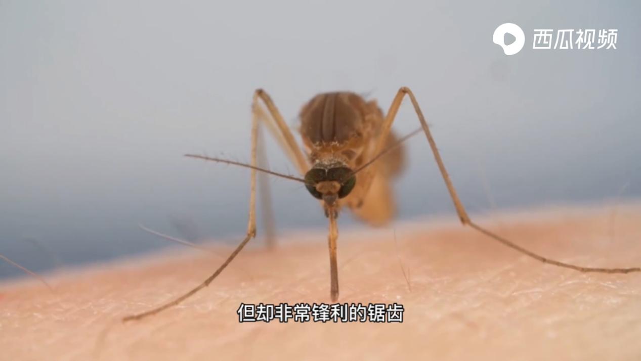 特招蚊子的血型,特招蚊子的人是哪个血型