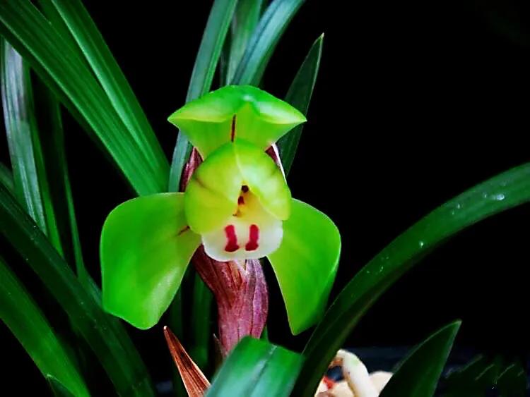 春兰大富贵和翠盖荷如何区别,春兰大富贵和郑同荷有什么区别