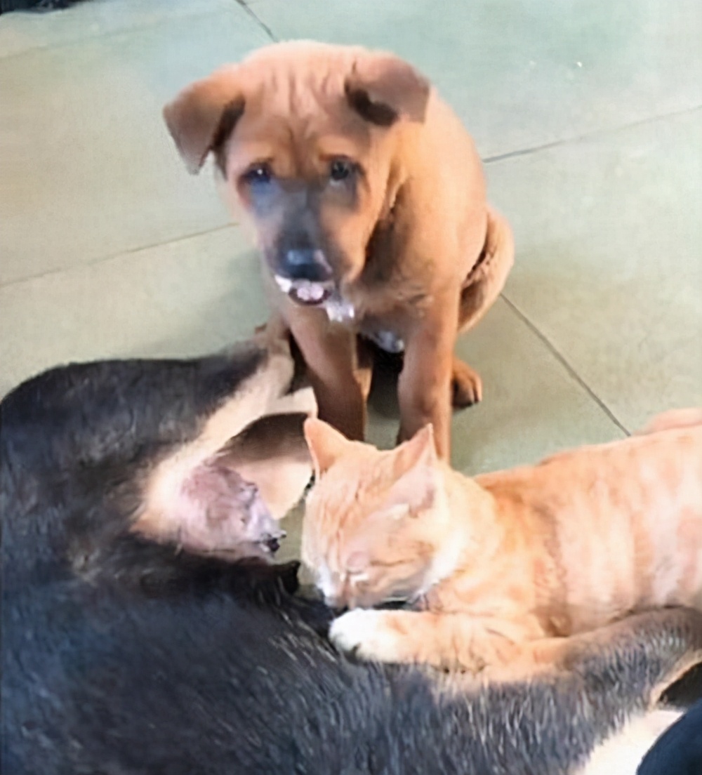 狗妈喂奶为什么喘气特别粗,狗妈妈喂奶会痛吗