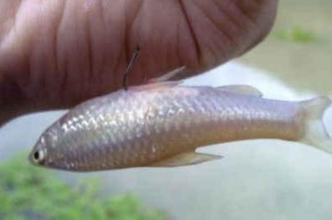 不是我吹，杂鱼再“猖獗”也敌不过这5招，骨灰级钓手强烈推荐