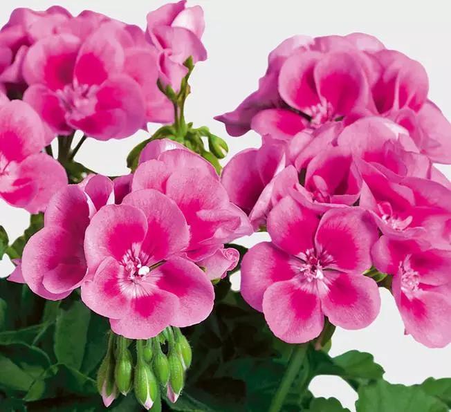 10种天竺葵,天竺葵100种图片大全