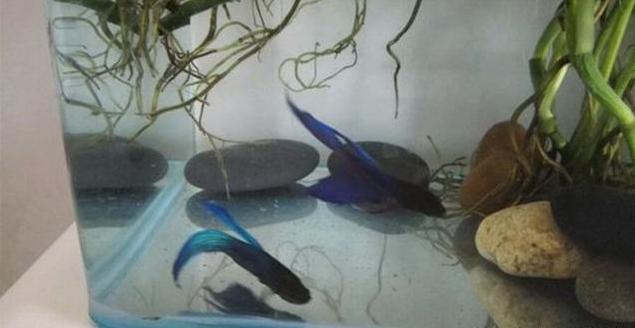 绿萝放鱼缸怎么养才能更旺盛,绿萝放在鱼缸里养怎么施肥