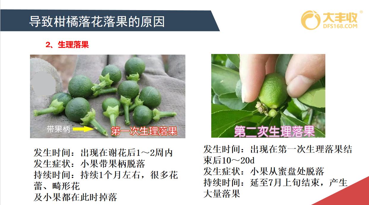 柑橘落花的原因和解决方法,柑橘落花原因分析