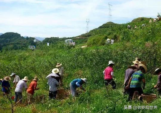 宁县小花椒成就大产业,小花椒深加工拓宽群众致富路