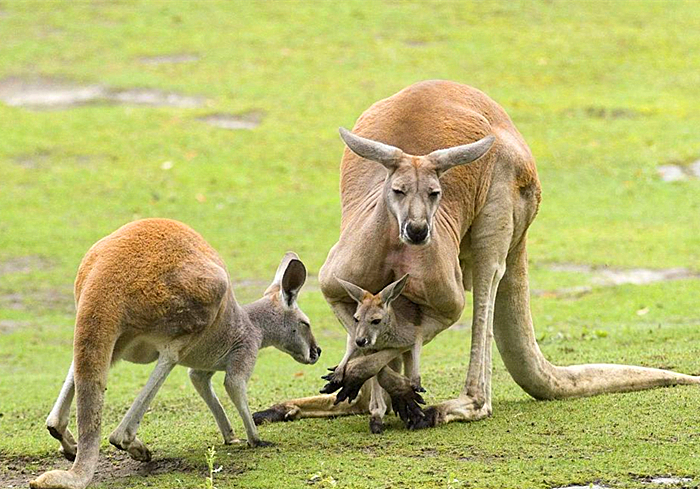 怀胎三年故事,怀胎四年的故事
