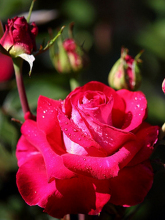 玫瑰花简介怎么写,玫瑰花简介英文版