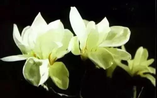 中国各市的市花,全国56个城市市花一览