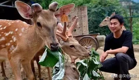 汉中梅花鹿养殖基地,陕西养殖梅花鹿的地方