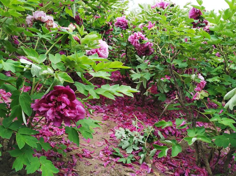 天鹅湖牡丹园景区,天鹅湖景区怎么样