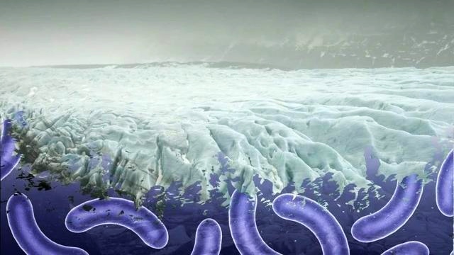 为什么人类是世界上最奇特的生物,细菌的演化过程