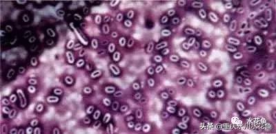 鱼出血病的防与治,鱼类出血性疾病