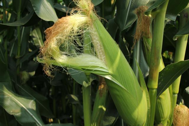 北京四季青西山采摘观光园,尽享采摘时光