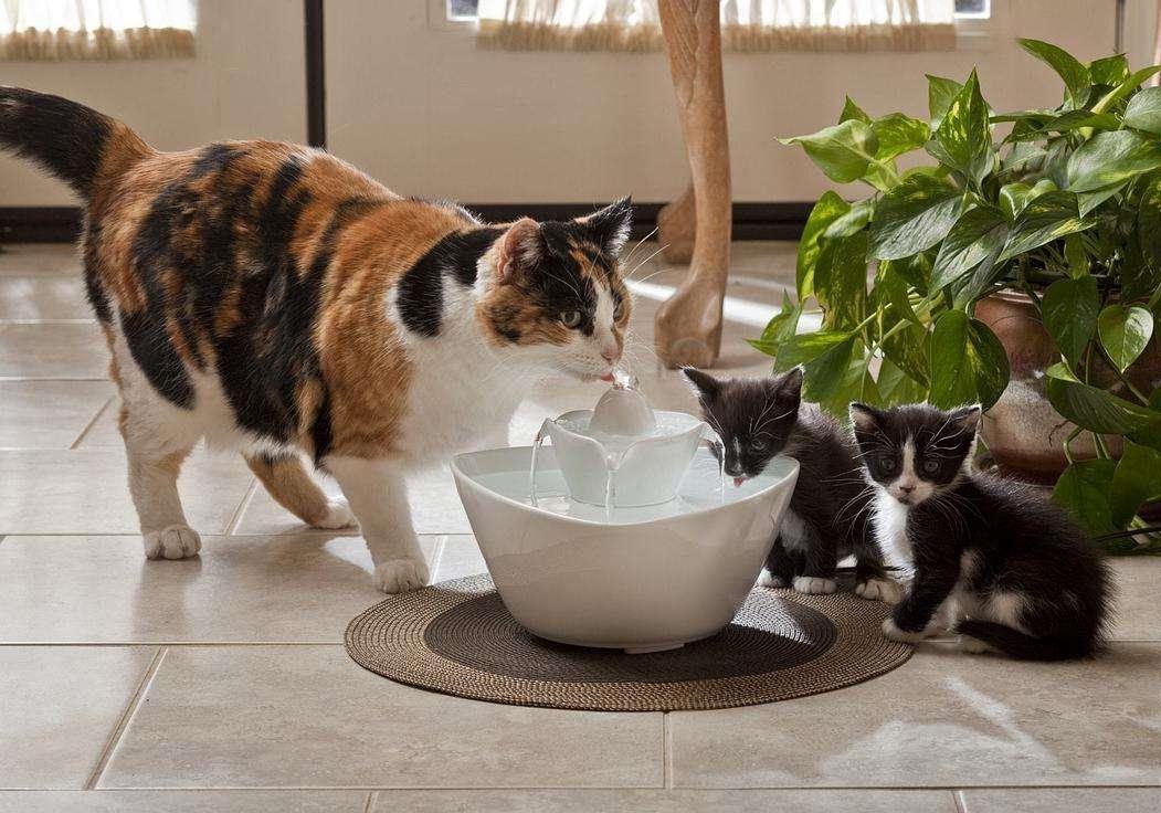 猫咪吃糖吃的很欢,猫咪吃糖会怎么样