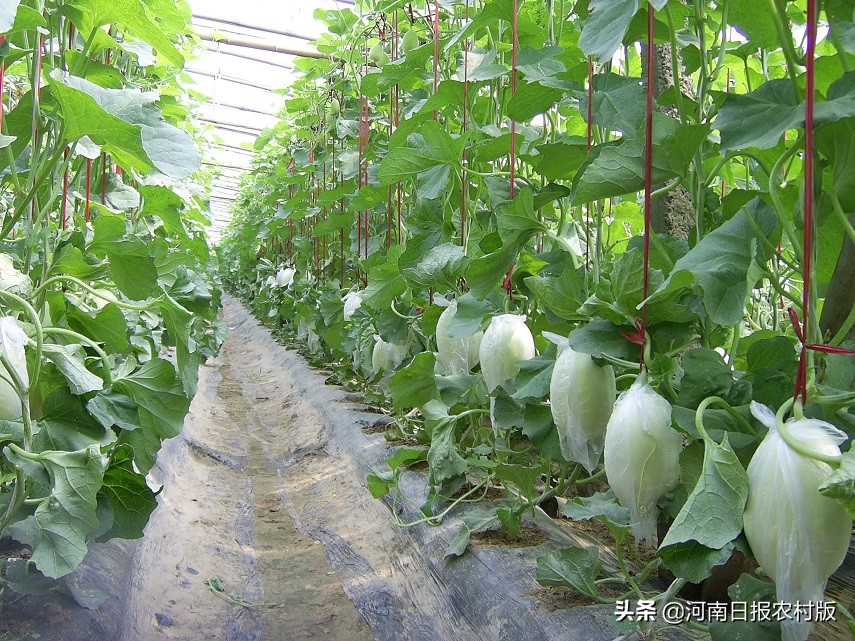 滑县产业扶贫实现四有目标:县有带贫龙头企业、乡有扶贫产业园区、村有产业帮扶基地、户有增收致富门路