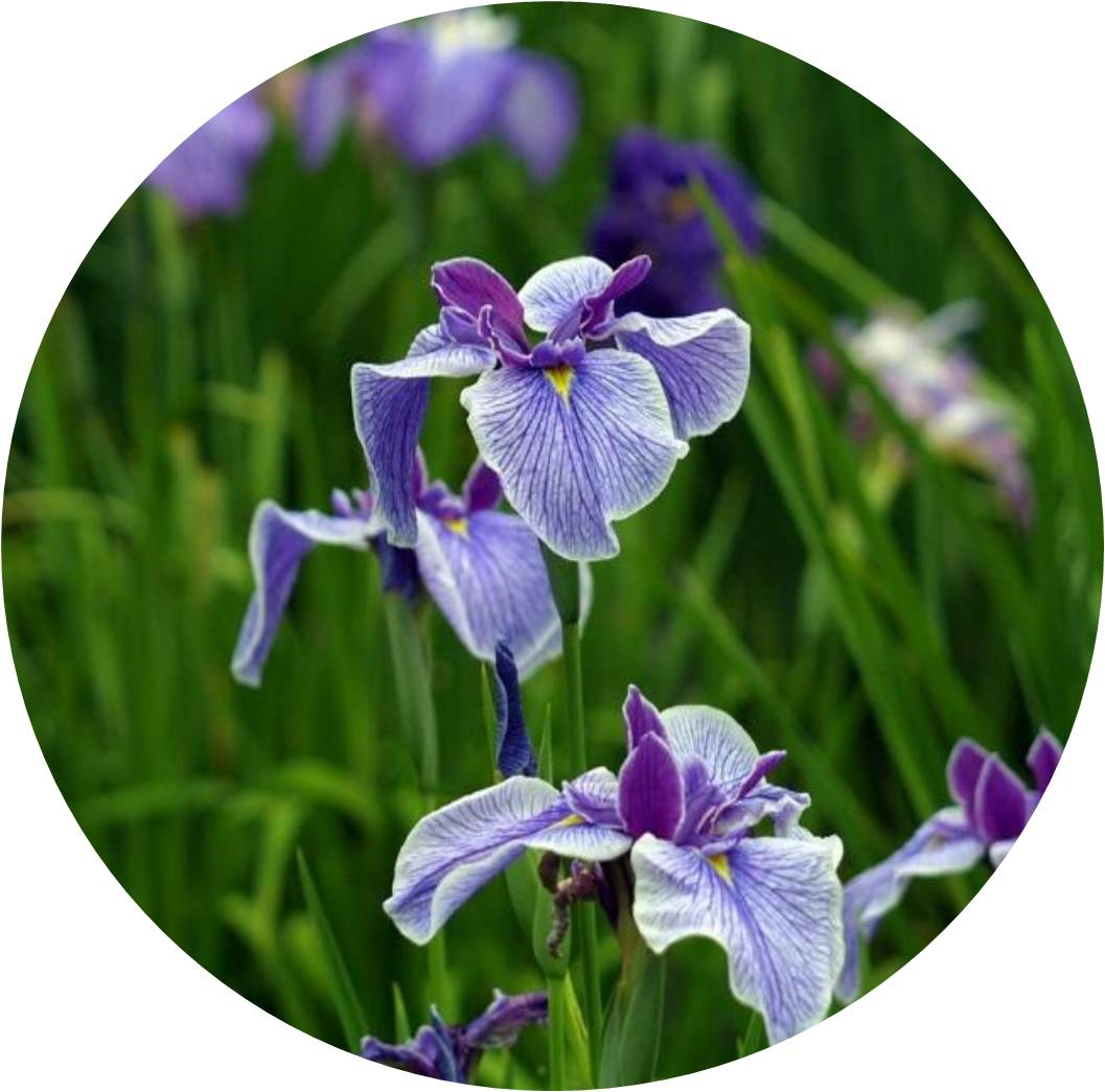 菊竹梅兰图欣赏,花中四君子的兰花图片