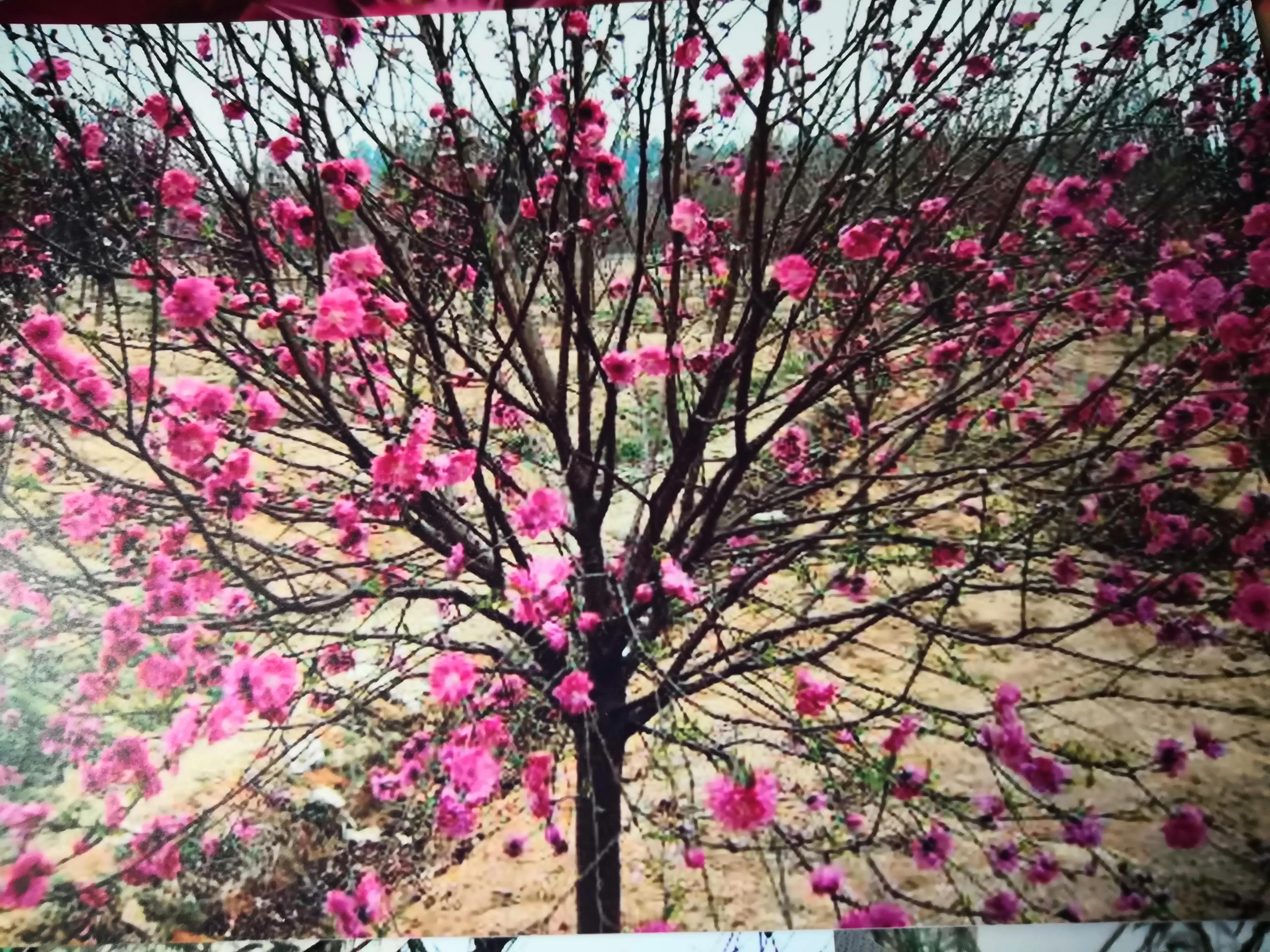 故乡的桃花,故乡的桃花开了